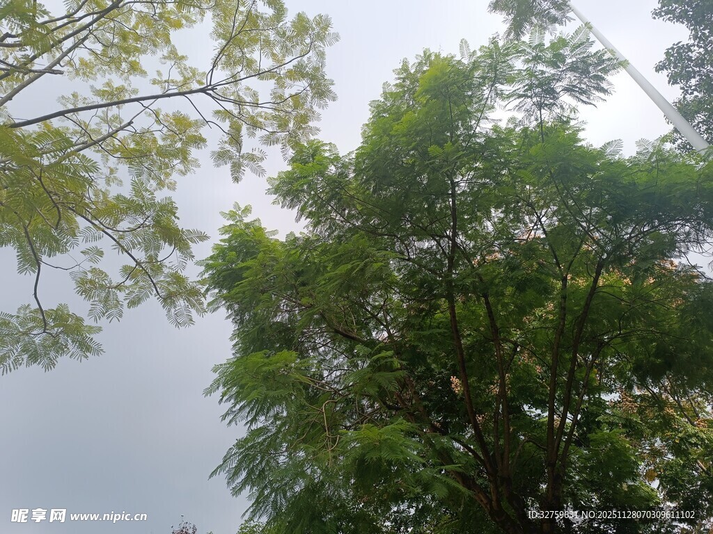 仰视葱郁树木与天空