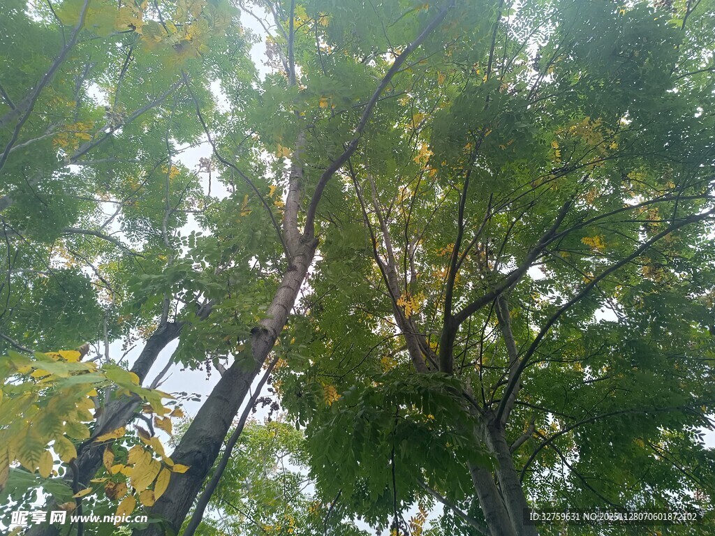 仰视茂密树林树冠