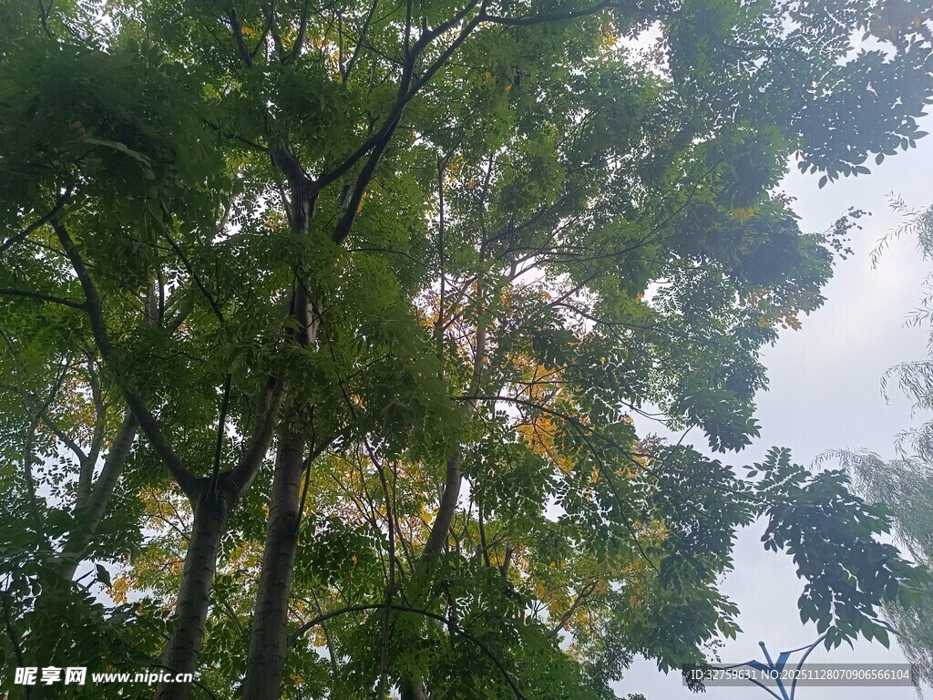 仰视茂密树林绿意盎然