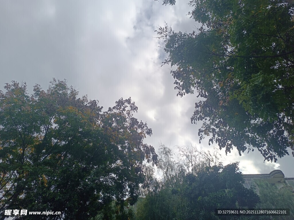 透过树梢看天空