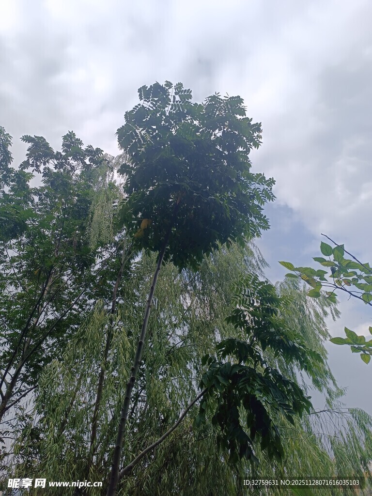 茂密树林中的葱郁树冠