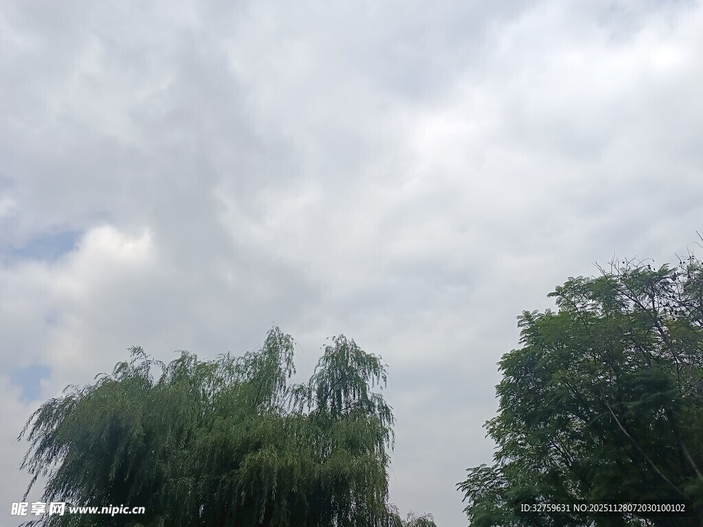 蓝天白云下的葱郁树木