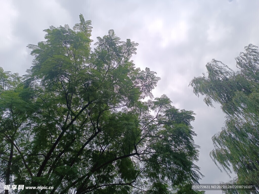 仰视葱郁树木与灰白天空