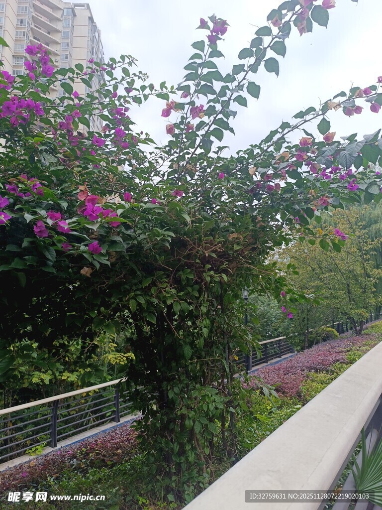 围栏边盛开的繁茂花枝