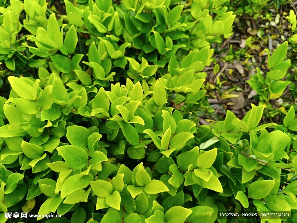 翠绿叶片植物景观