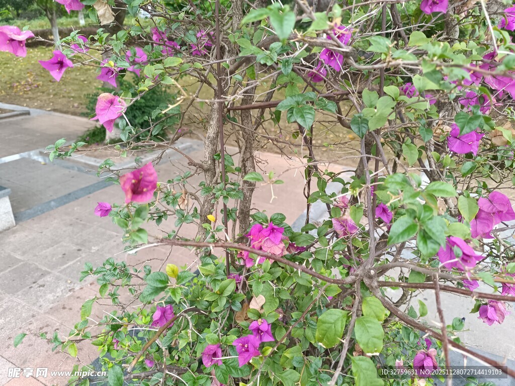 绽放的紫色花卉植物