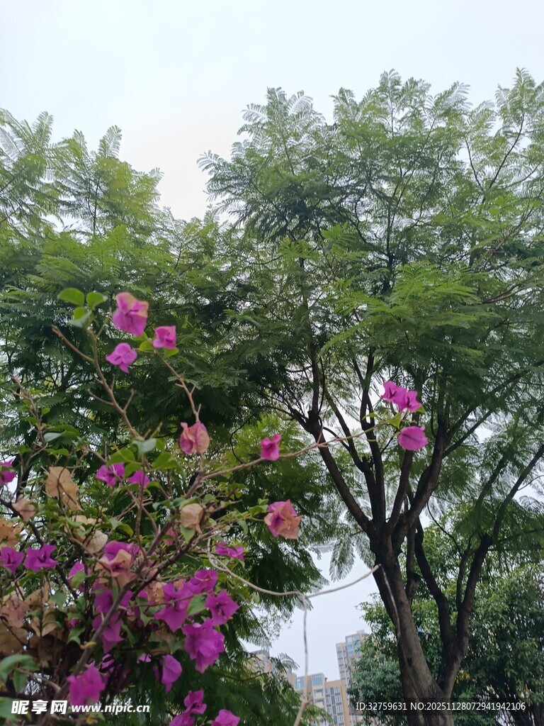 繁花绿树间的自然景致