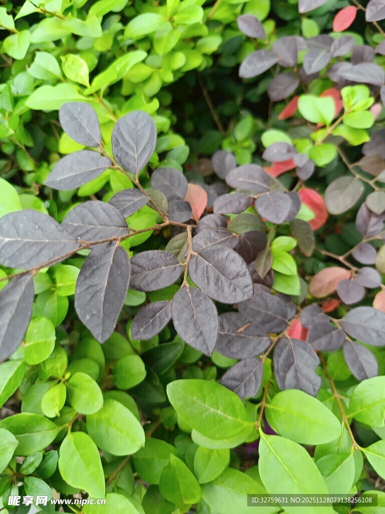 多彩植物叶片特写