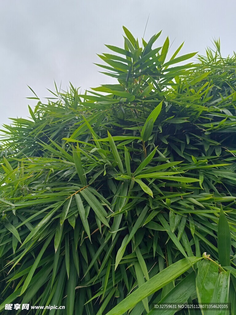 茂盛的绿色植物景观