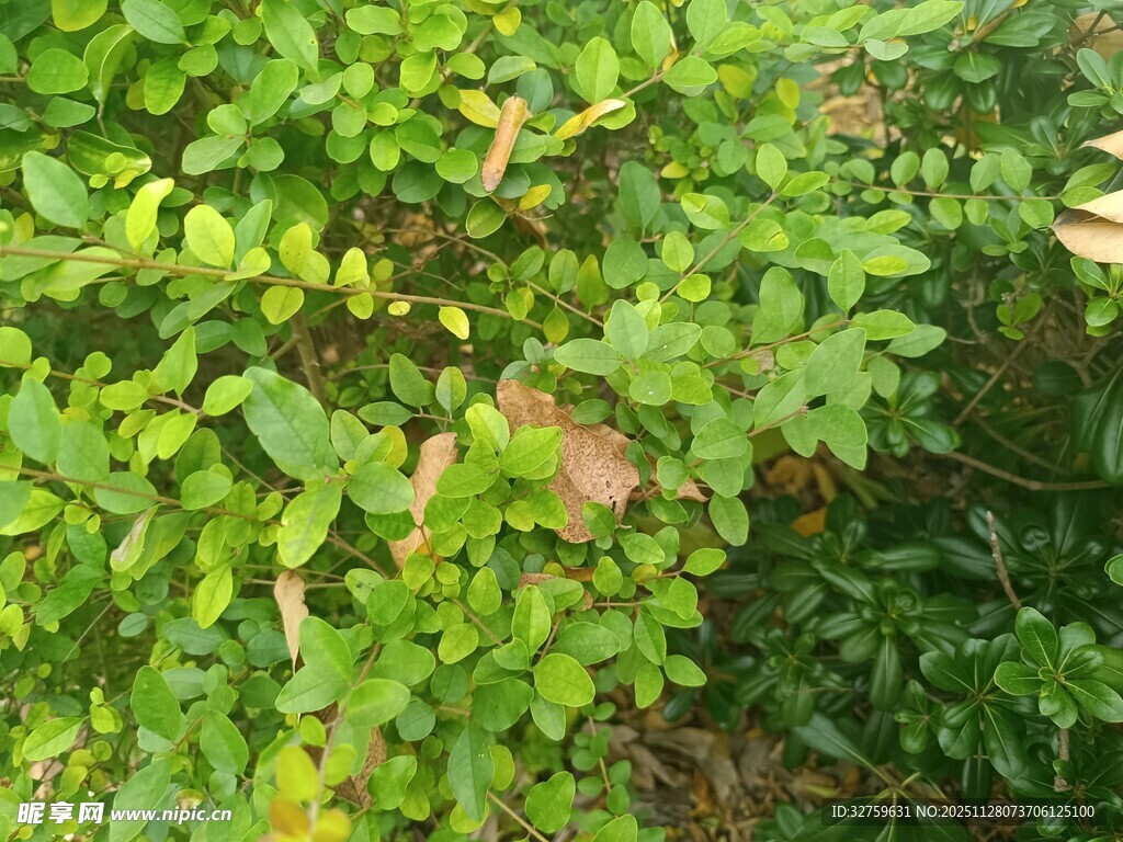 翠绿繁茂的灌木丛