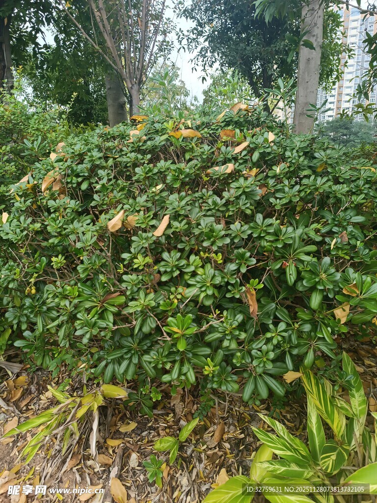 绿叶繁茂的灌木丛