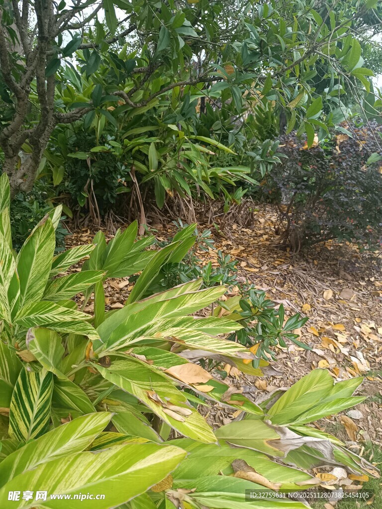 绿意盎然的户外植物景观