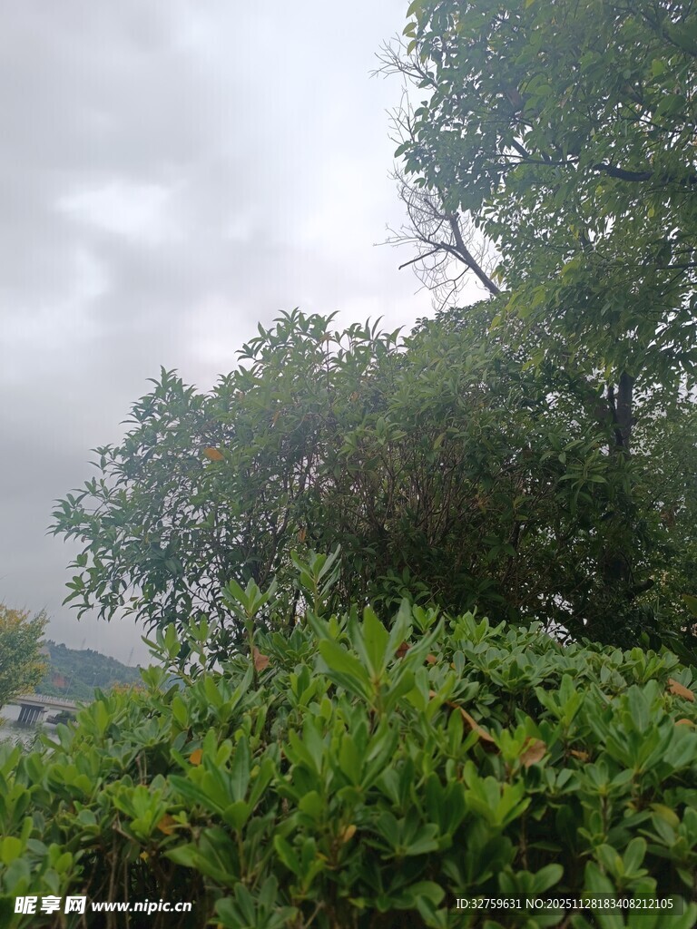 云雾缭绕中的葱郁树林