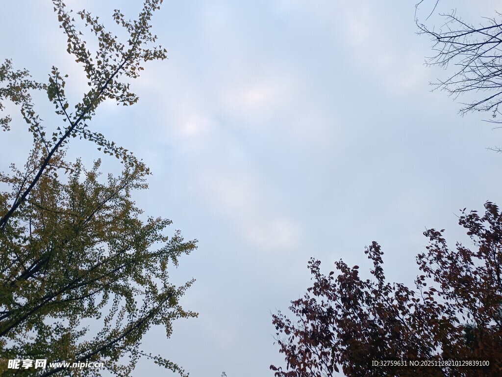 树梢之上的淡蓝天空