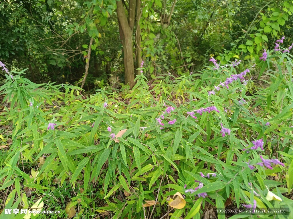 林间繁茂绿植与紫色小花