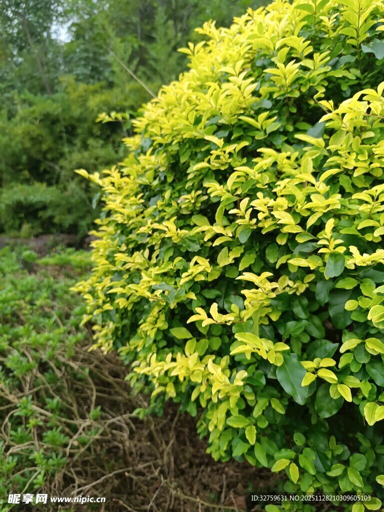 金黄叶片的繁茂绿植