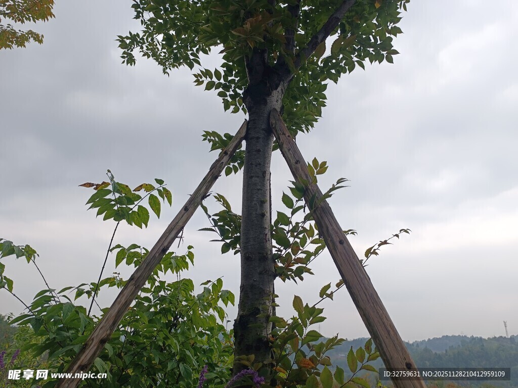 木梯架于绿树旁的景象