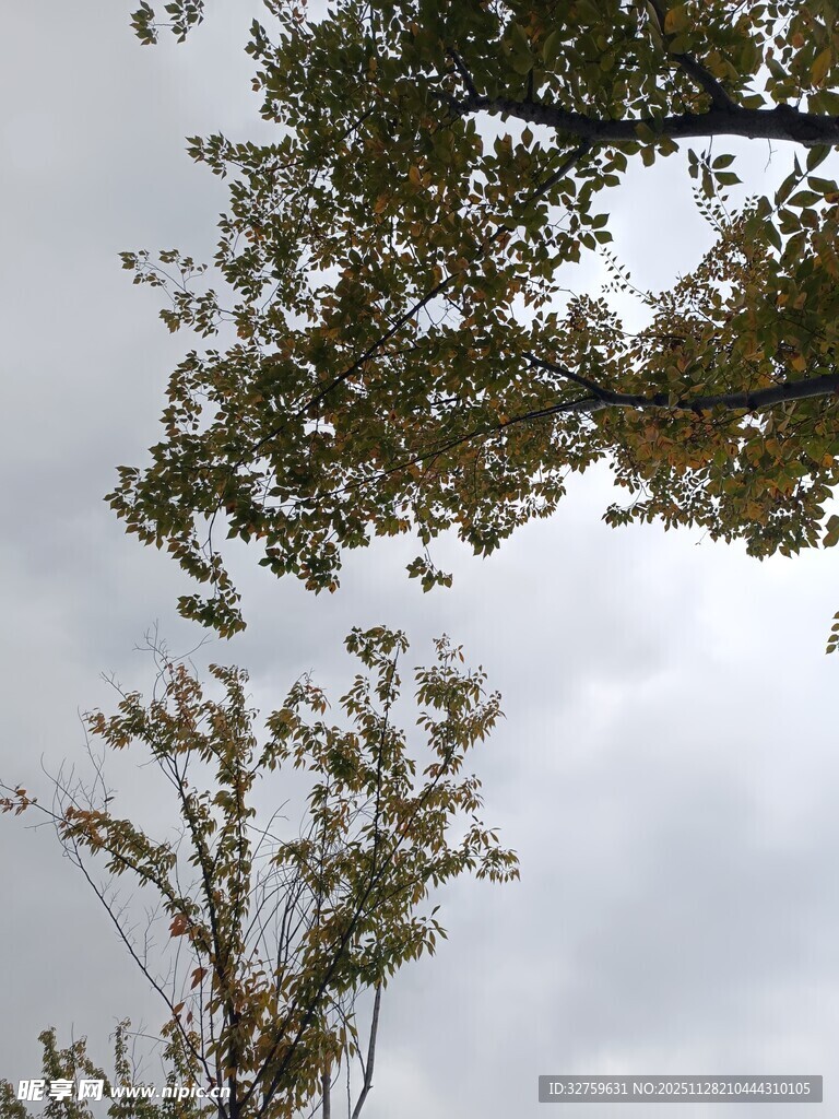 树梢上的天空与枝叶