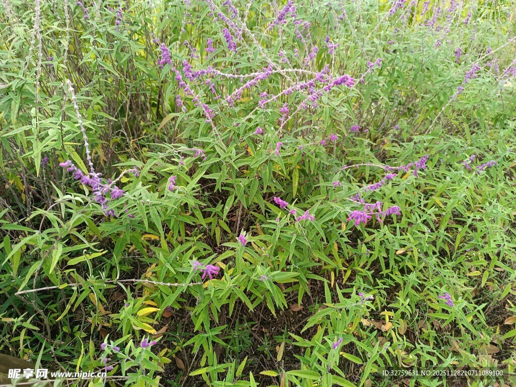 野外紫色花草植物景观