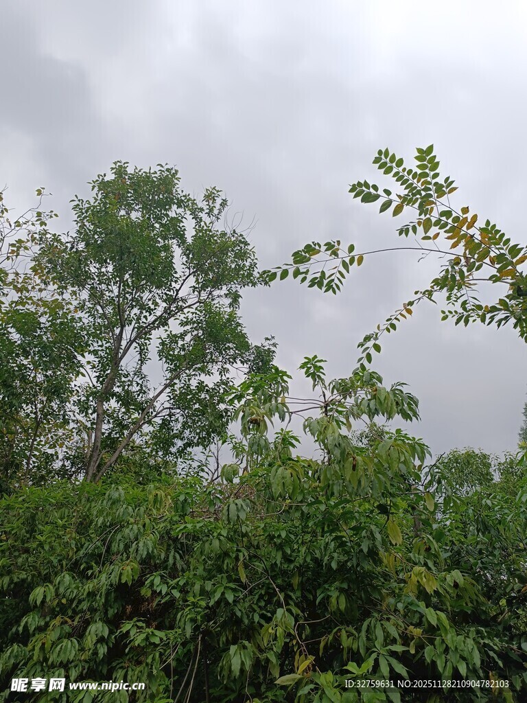 阴天中的繁茂绿植