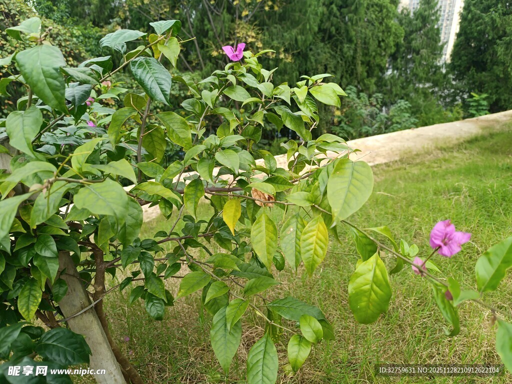 绿叶丛中的紫色小花