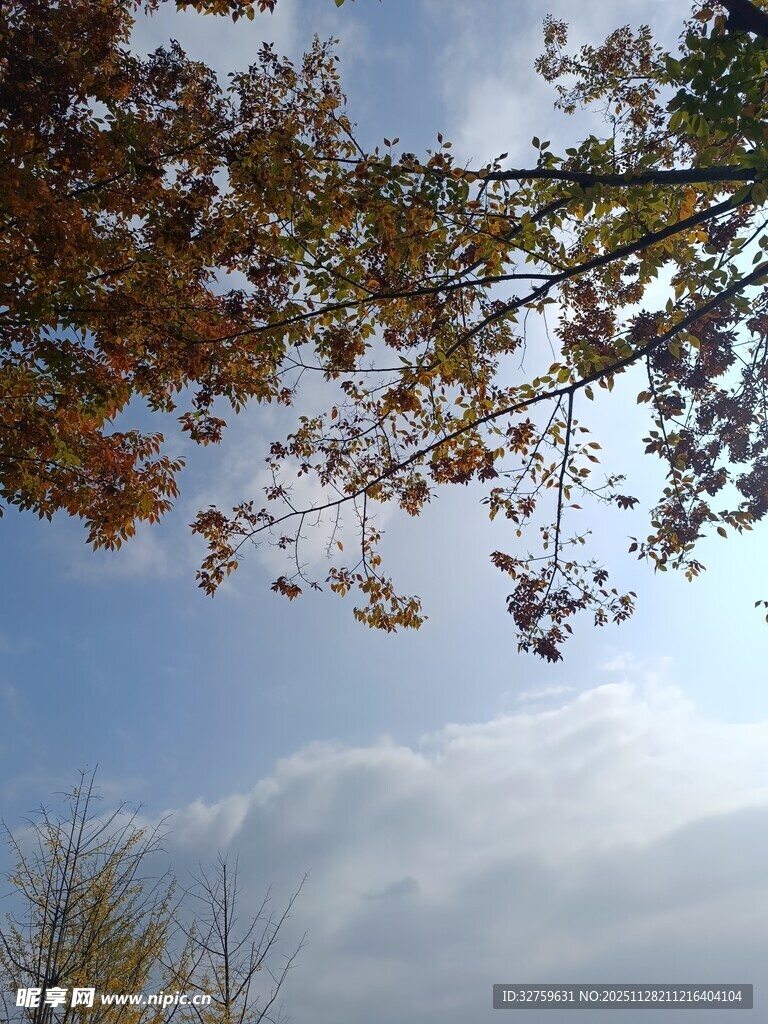 秋日树梢与蓝天美景