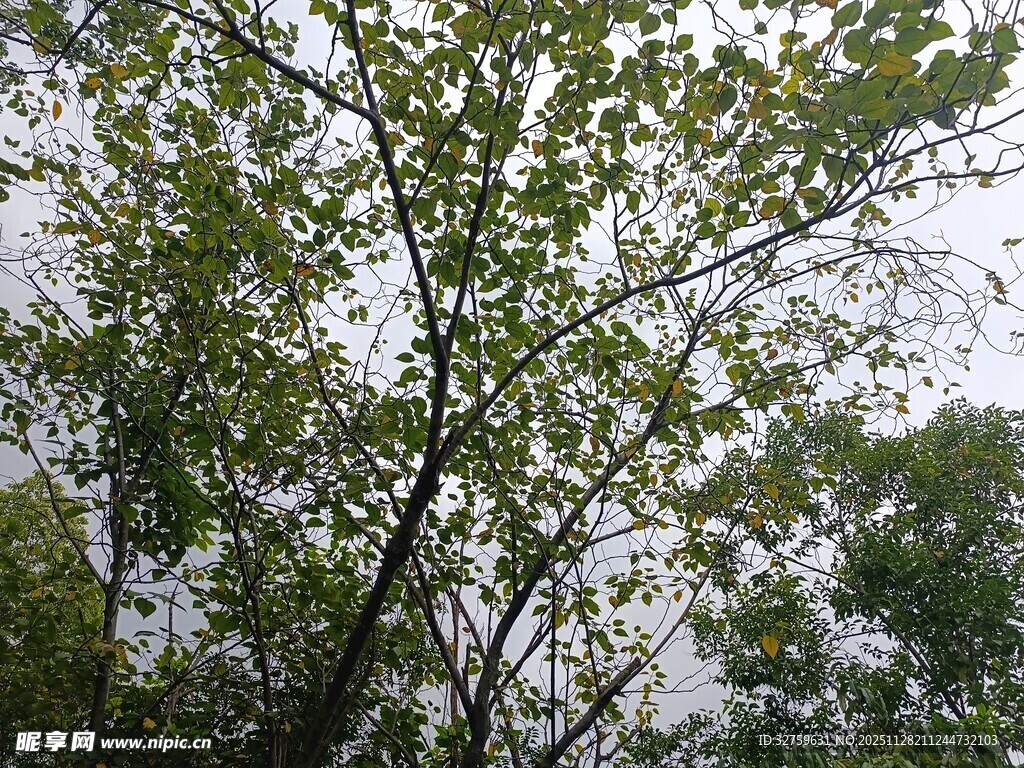 枝叶繁茂的树木景观