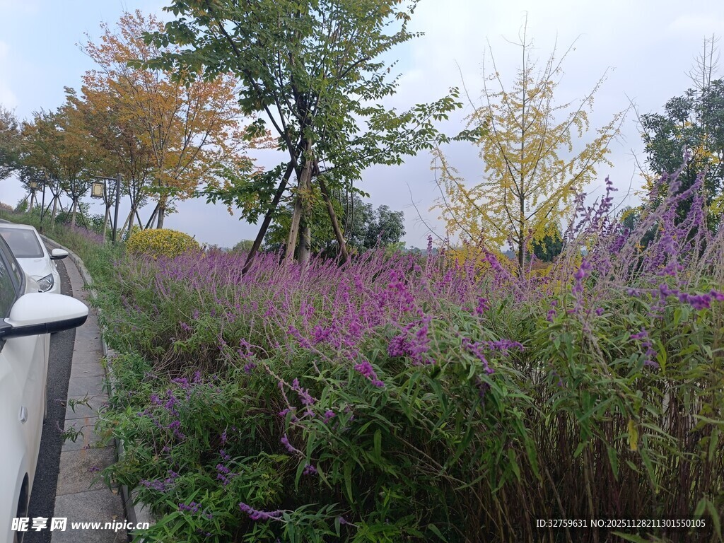 路边绚烂绽放的紫色花丛