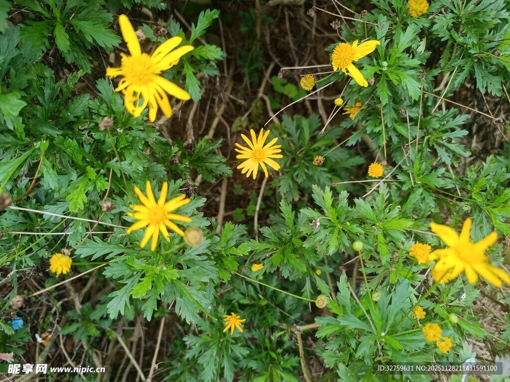 黄色小花绽放于绿叶间