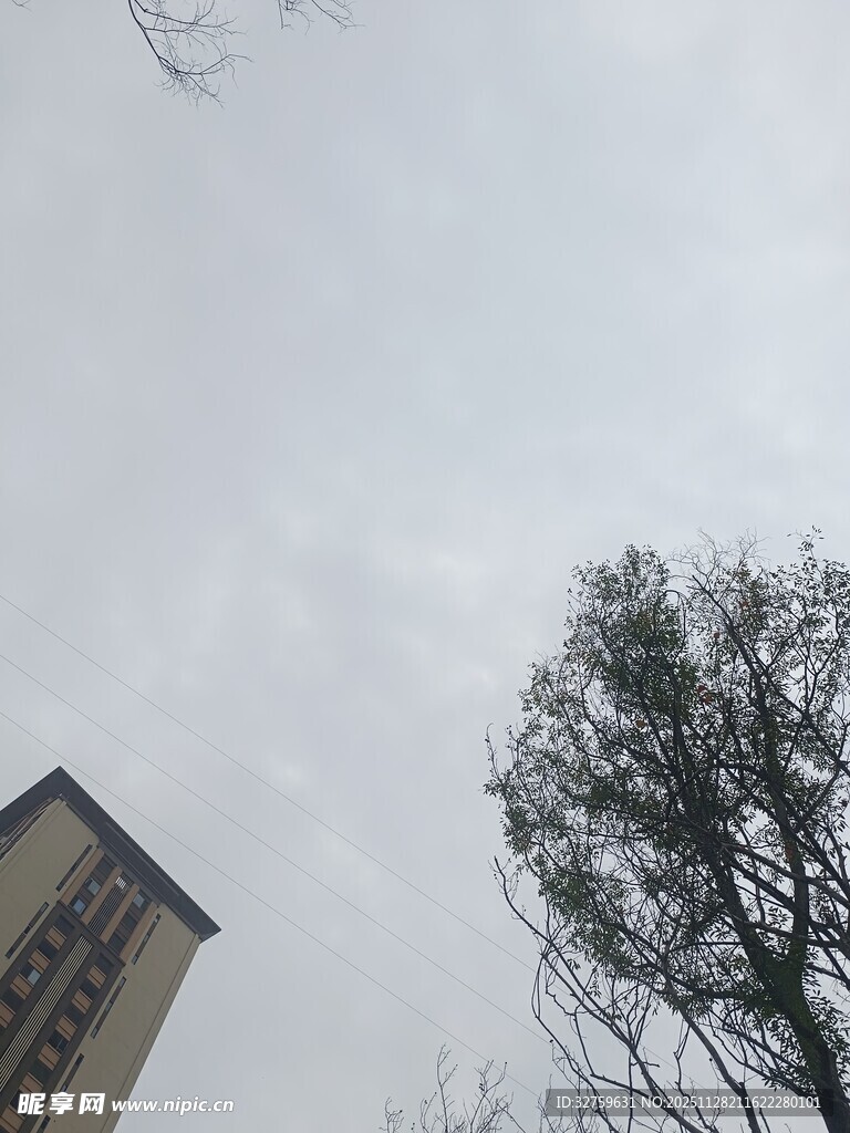 高楼旁的光秃树木