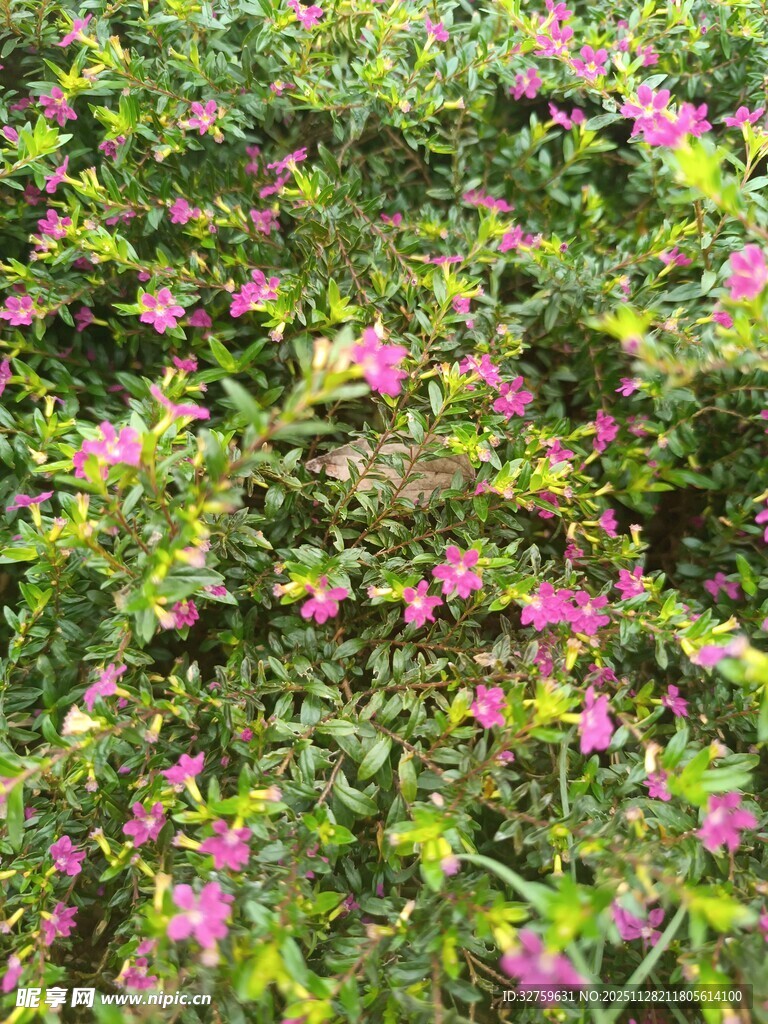粉色小花盛开的繁茂草地