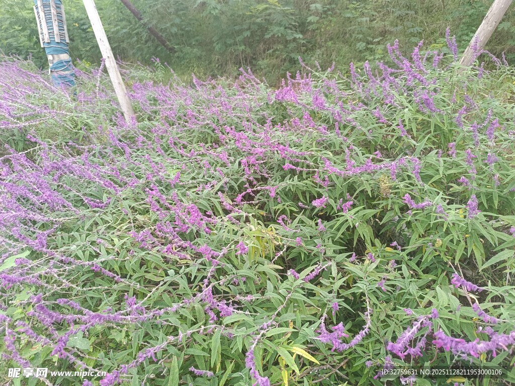 紫色花卉繁茂的植物景观