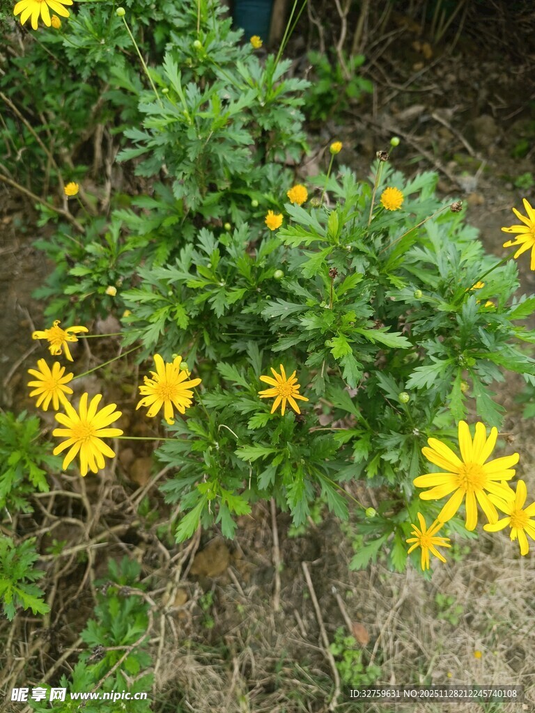 黄色野花绽放于绿植间