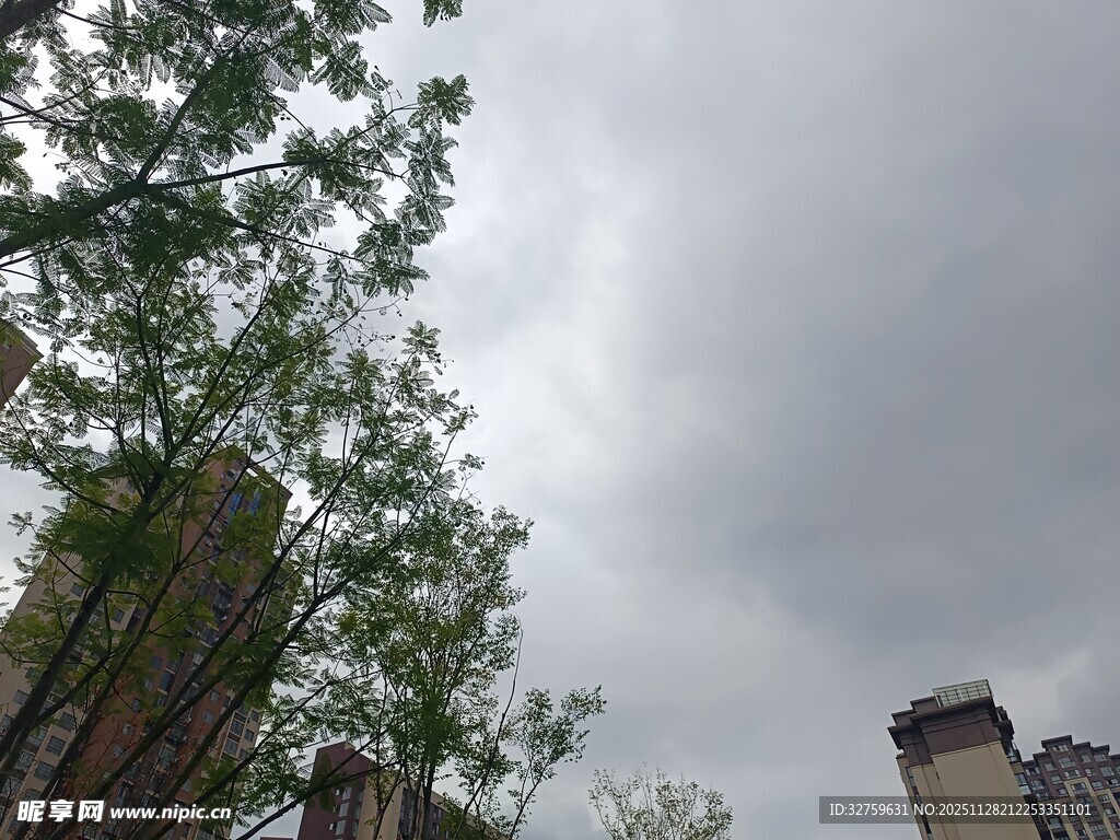 阴天时的树木与建筑物