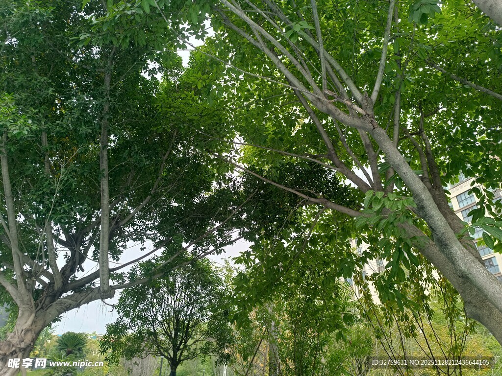 夏日葱郁树林景观