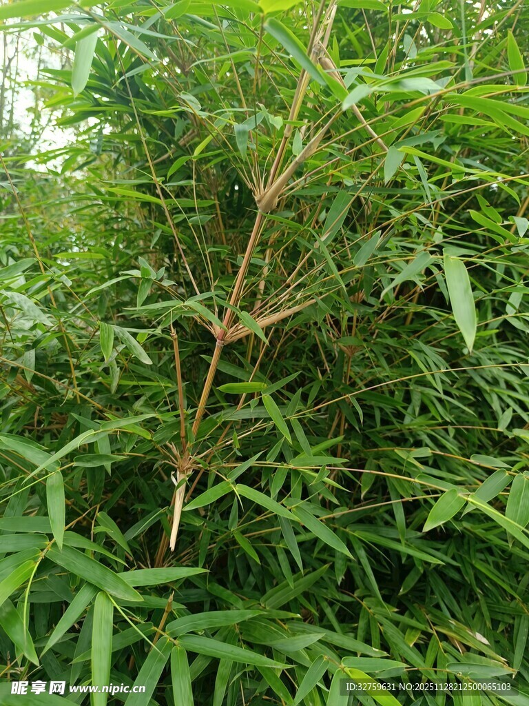 茂密绿植中的细长植物