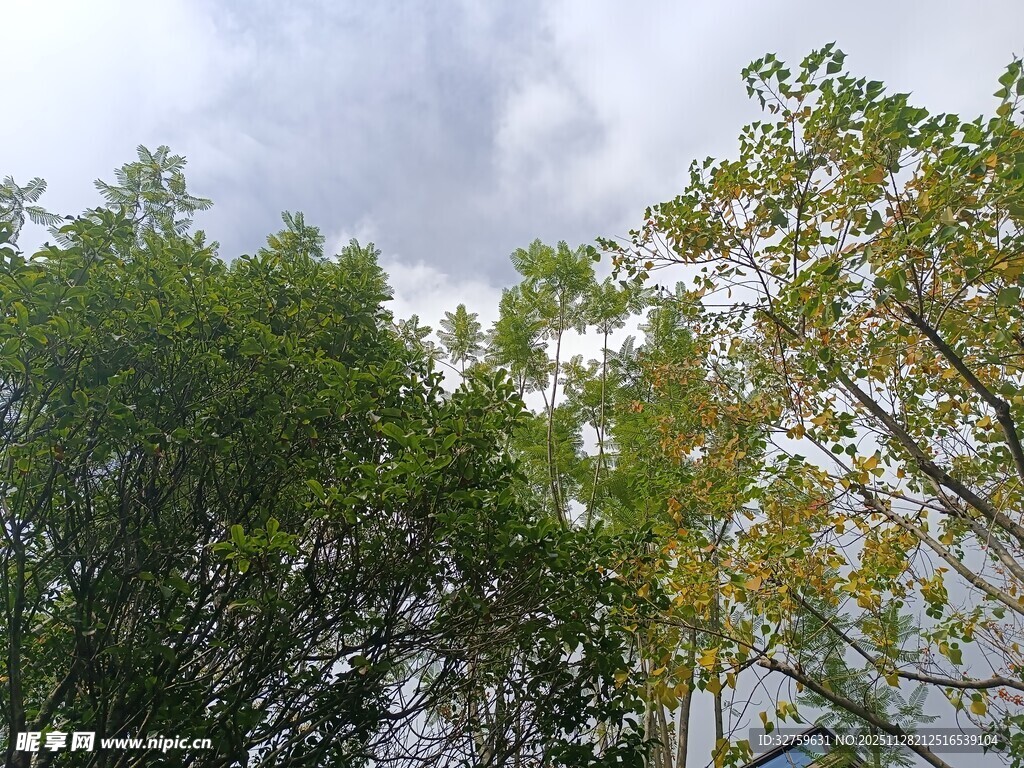 绿树映天的清新景致