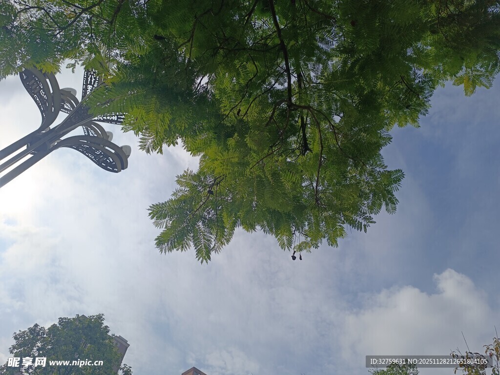 仰视绿树蓝天美景