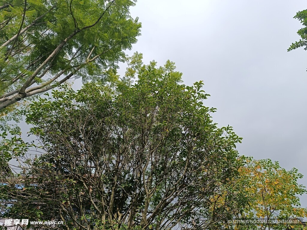 雨中繁茂树木景象