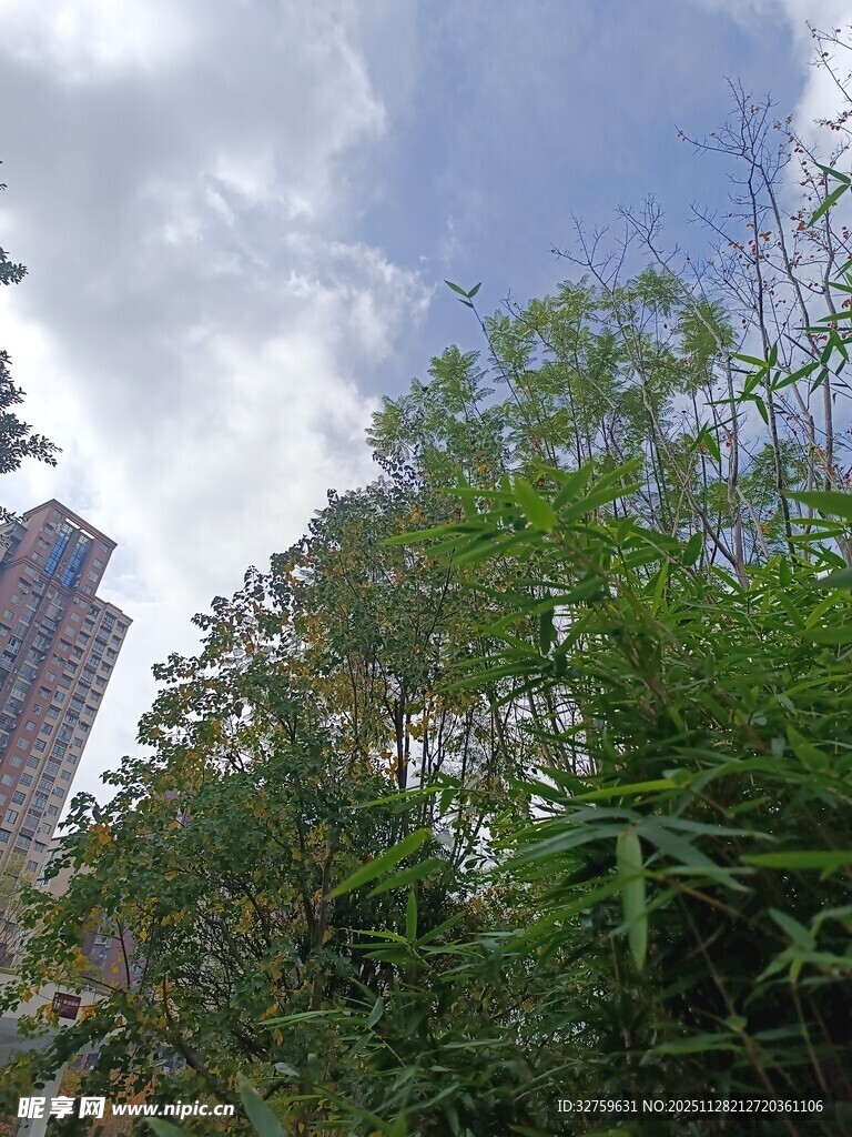 城市中的绿植与高楼景观