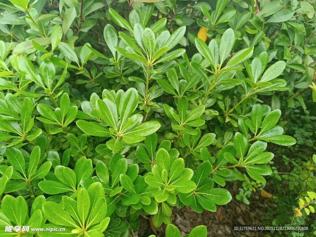 翠绿繁茂的绿植景观