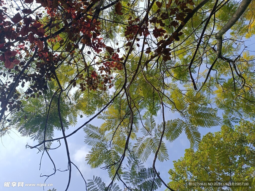 枝叶繁茂的多彩树梢
