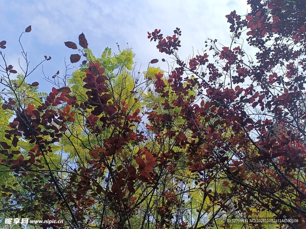 秋日斑斓树梢景色