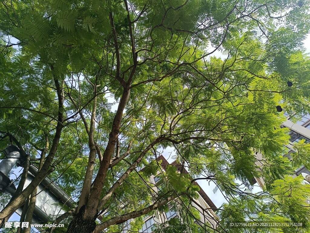 繁茂绿树间的自然景致