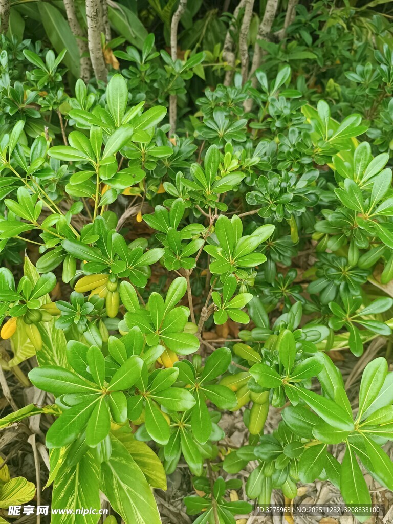 翠绿繁茂的户外植物景观