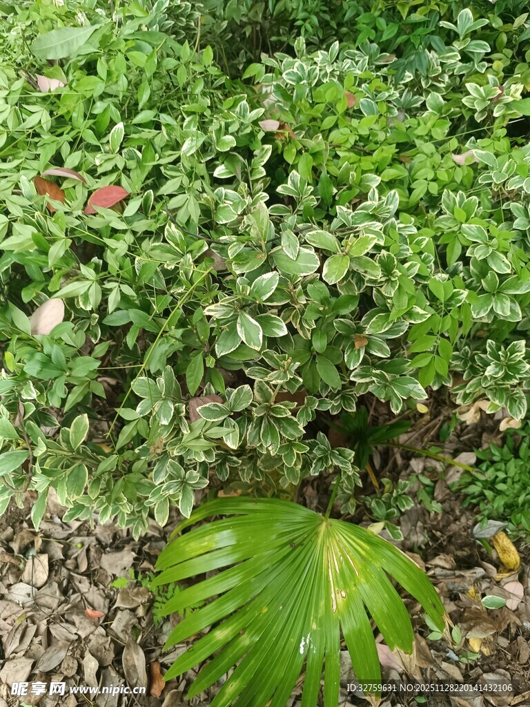绿叶繁茂的植物景观