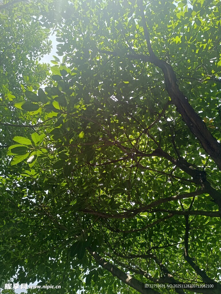 阳光透过枝叶的翠绿景象