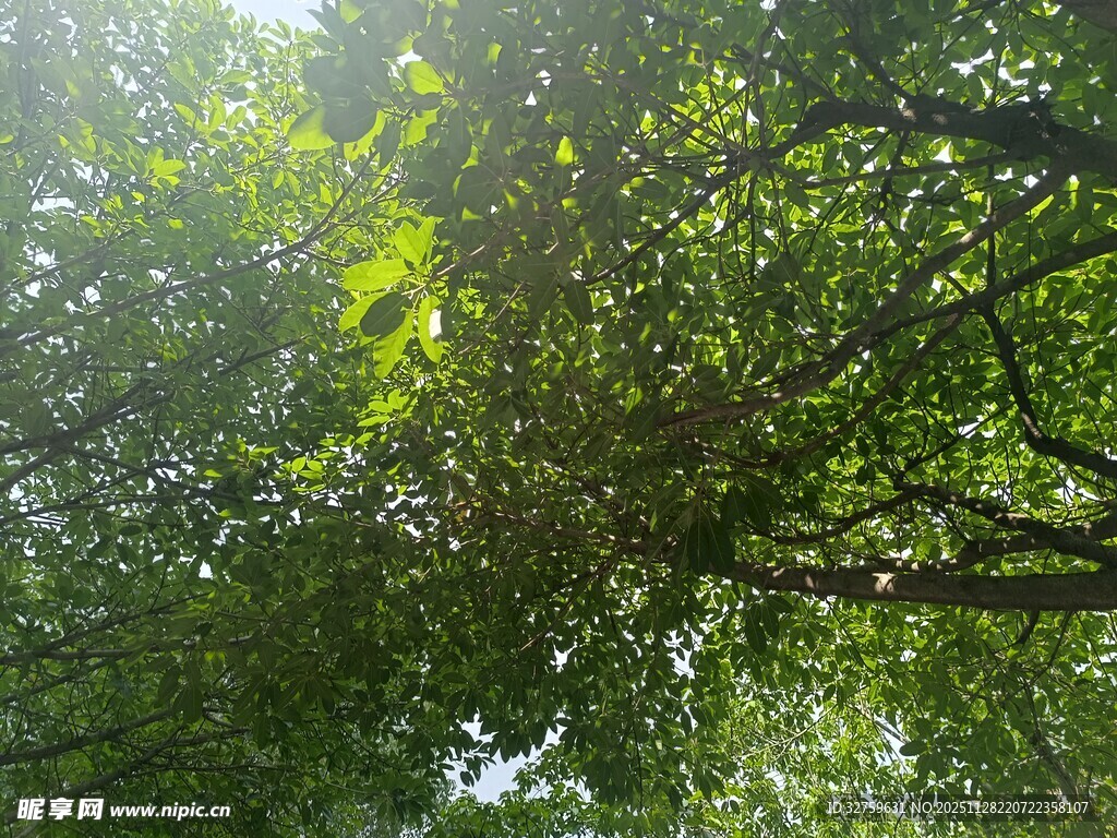 阳光洒落绿意盎然的树林