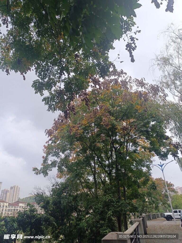 路边多彩树木景观