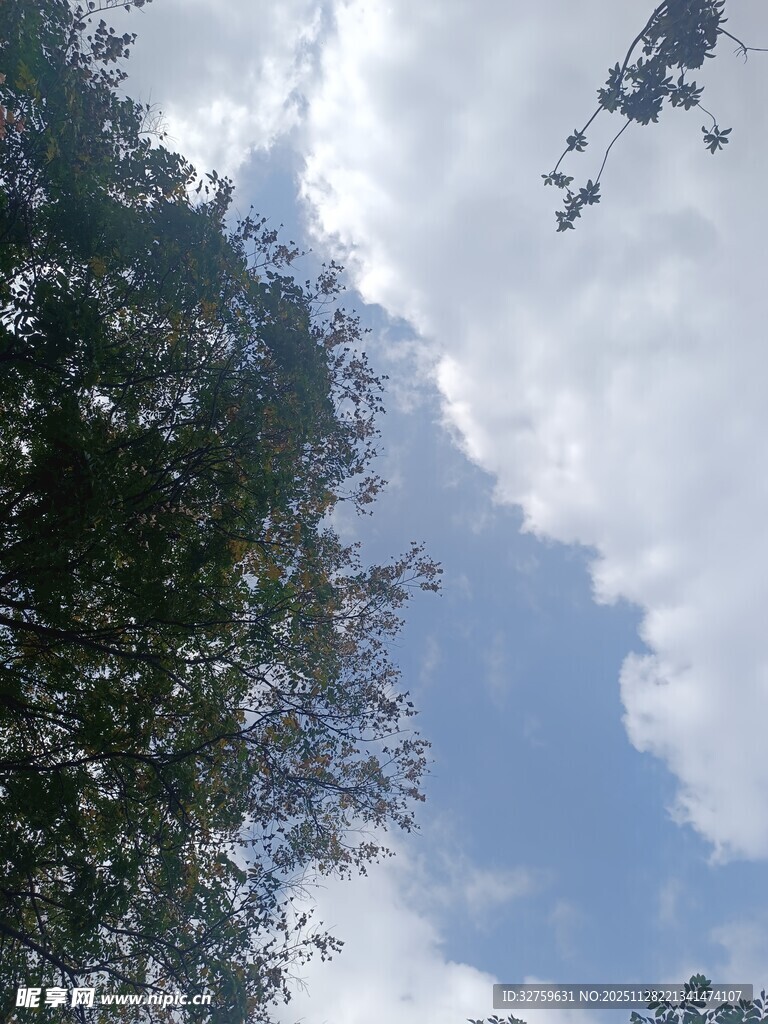 蓝天白云下的葱郁树木